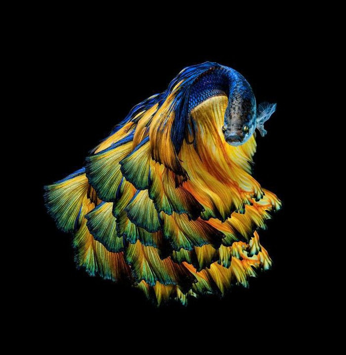 Chiêm ngưỡng loài cá có bộ vây, đuôi thướt tha như váy cưới ảnh 2 Chiêm ngưỡng loài cá có bộ vây, đuôi thướt tha như váy cưới ảnh 2