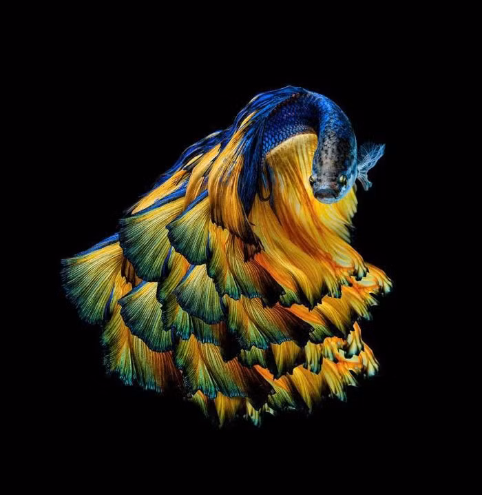 Chiêm ngưỡng loài cá có bộ vây, đuôi thướt tha như váy cưới ảnh 2 Chiêm ngưỡng loài cá có bộ vây, đuôi thướt tha như váy cưới ảnh 2