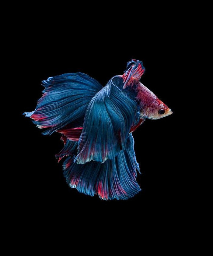 Chiêm ngưỡng loài cá có bộ vây, đuôi thướt tha như váy cưới ảnh 6 Chiêm ngưỡng loài cá có bộ vây, đuôi thướt tha như váy cưới ảnh 6