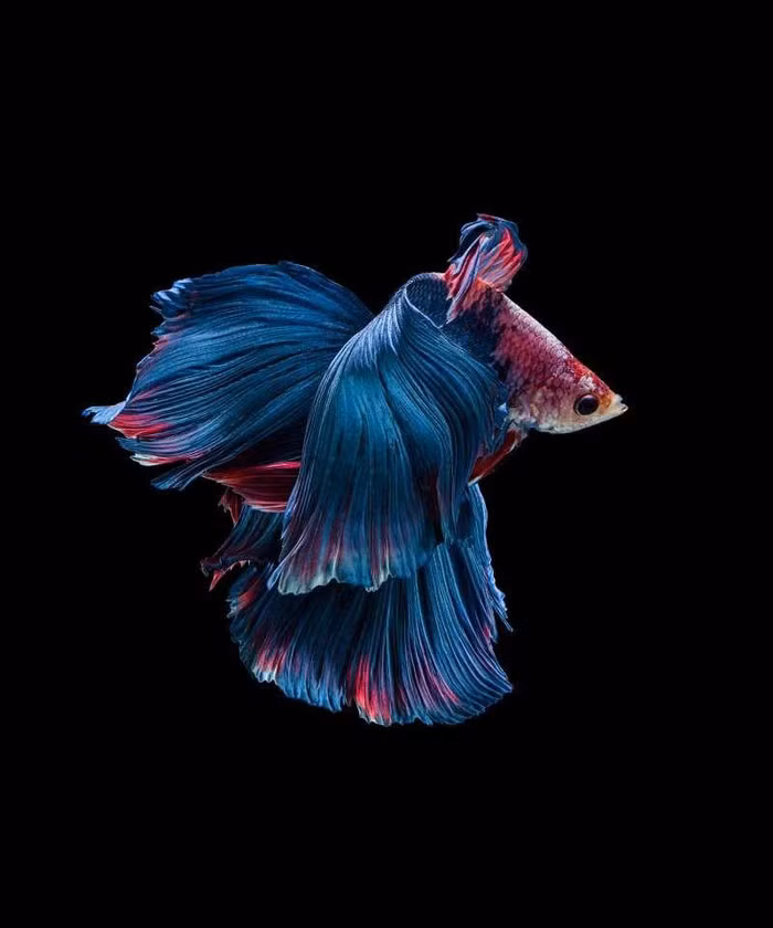 Chiêm ngưỡng loài cá có bộ vây, đuôi thướt tha như váy cưới ảnh 6 Chiêm ngưỡng loài cá có bộ vây, đuôi thướt tha như váy cưới ảnh 6