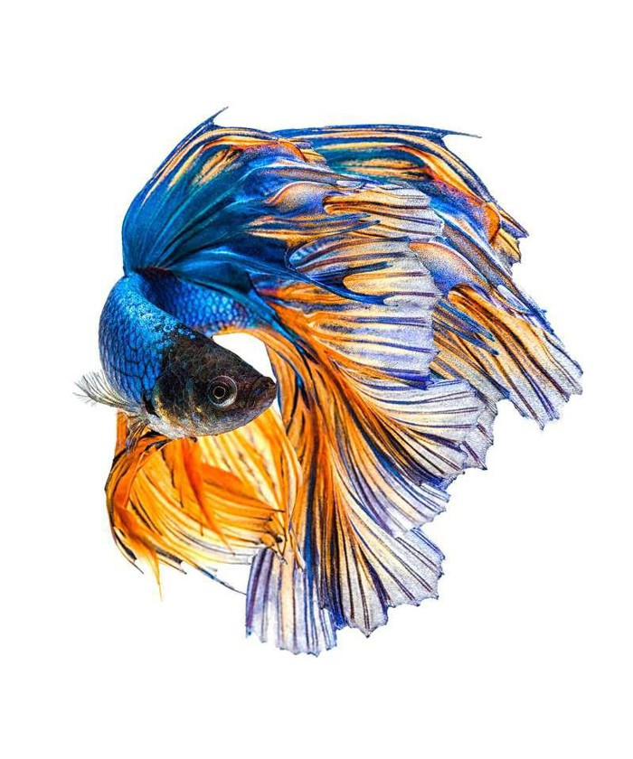 Chiêm ngưỡng loài cá có bộ vây, đuôi thướt tha như váy cưới ảnh 5 Chiêm ngưỡng loài cá có bộ vây, đuôi thướt tha như váy cưới ảnh 5