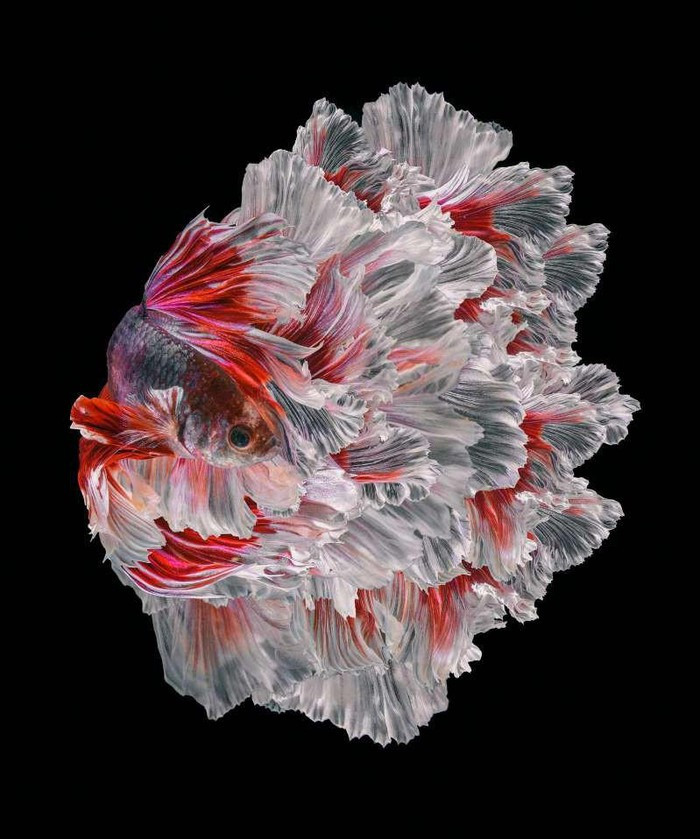 Chiêm ngưỡng loài cá có bộ vây, đuôi thướt tha như váy cưới ảnh 4 Chiêm ngưỡng loài cá có bộ vây, đuôi thướt tha như váy cưới ảnh 4