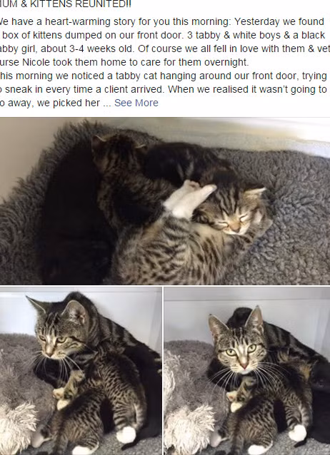  Hình ảnh chụp trên facebook của trạm thú ý Mill Hill với dòng trạng thái vui vẻ thông báo: Mèo mẹ và mèo con được đoàn tụ!. 