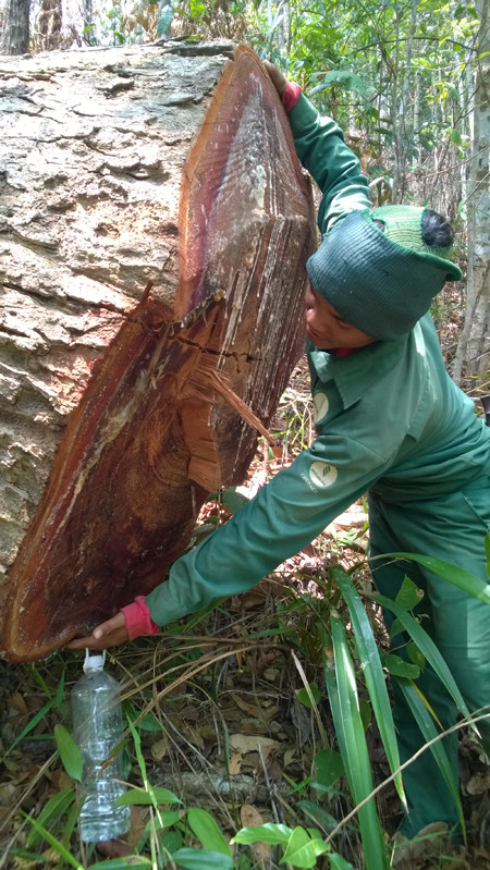 Một loạt cán bộ bị kỷ luật liên quan đến vụ phá rừng này.