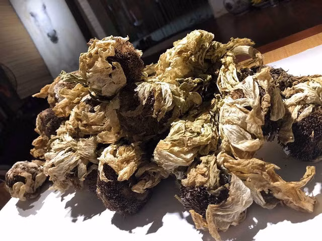  Sen tuyết vùng Bhutan dãy Himalaya. Ảnh: Hải Yến. 