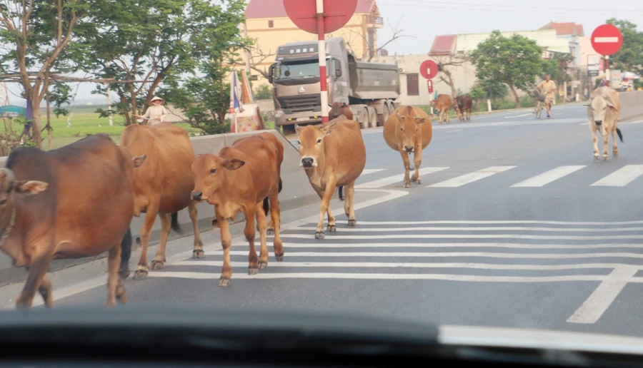 Đàn bò lao thẳng vào đầu xe ô tô đoạn qua huyện Cẩm Xuyên (Hà Tĩnh)