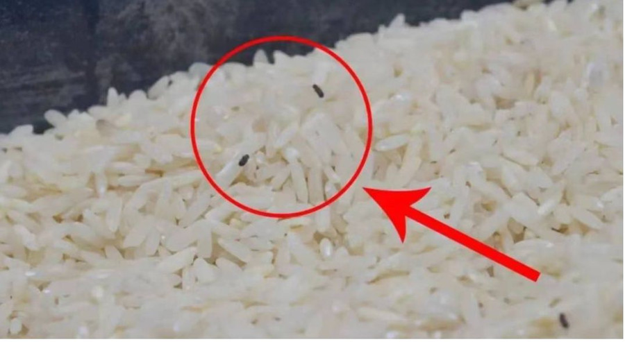 Bỏ ngay thứ này vào gạo, để cả năm không lo mối mọt