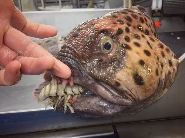 Một sinh vật kì dị với hàm răng gớm ghiếc.