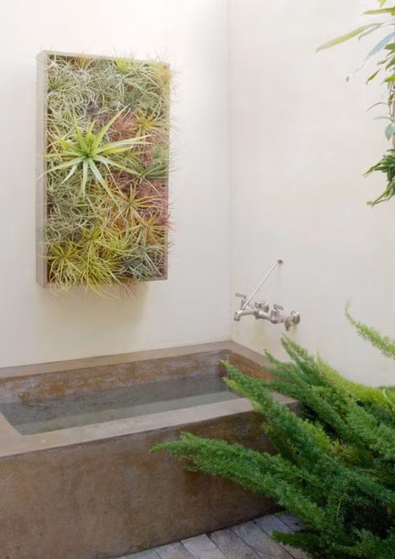 10 cây trồng tốt nhất trong phòng tắm để lấy thêm màu xanh và lọc không khí cho cả nhà - Ảnh 9.