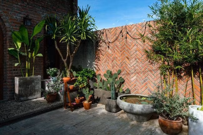 Bước vào cổng, một hàng cây được trồng ở góc khuôn viên ngôi nhà khiến người xem vô cùng thích thú với nhiều loại cây khác nhau.