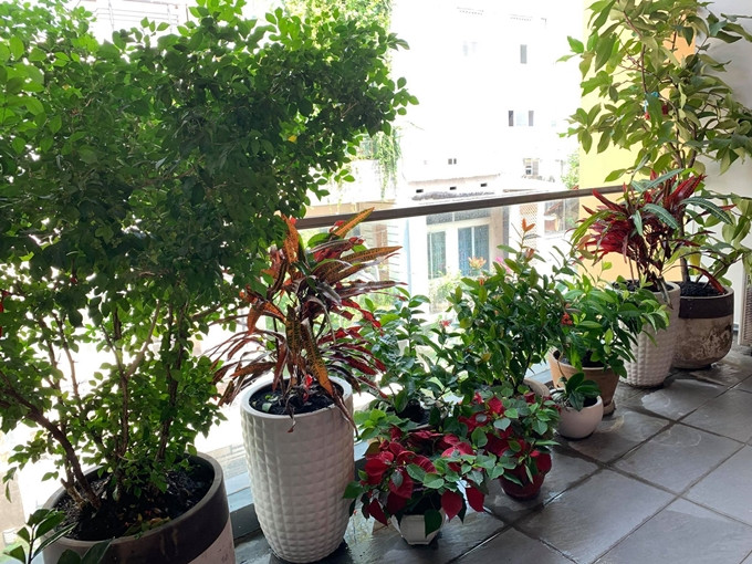 Ban công trồng nhiều cây xanh rất thoáng mát