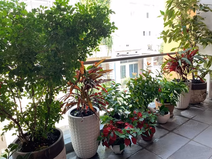 Ban công trồng nhiều cây xanh rất thoáng mát