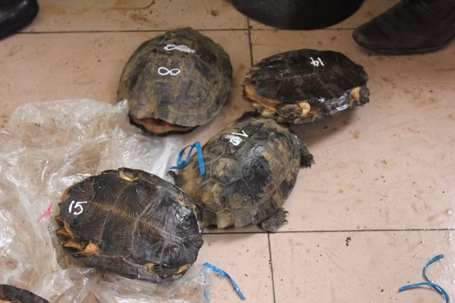  Các cá thể động vật quý hiếm tại cơ quan chức năng