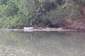 Lâm Đồng xử lý xác lợn chết trôi nổi trên suối Cam Ly