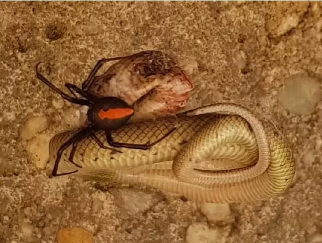 ran doc bi nhen cuc doc "treo co" tren cao chet tham hinh anh 2