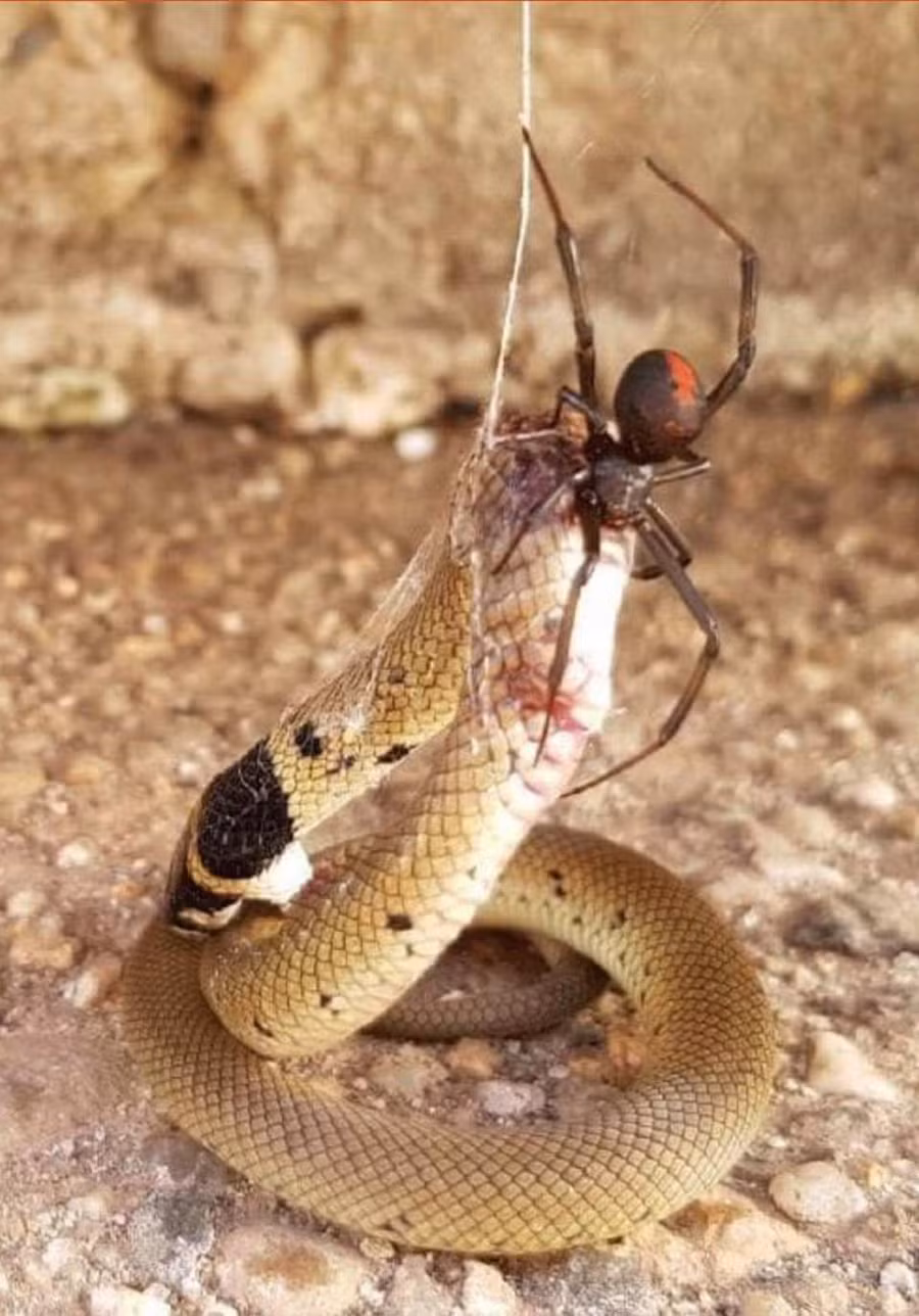 ran doc bi nhen cuc doc "treo co" tren cao chet tham hinh anh 1