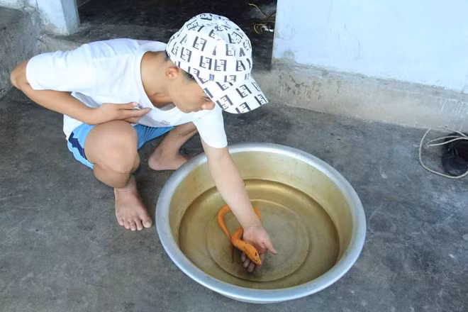 Bắt được lươn vàng óng ánh, người đàn ông không bán dù được trả giá cao - Ảnh 1.