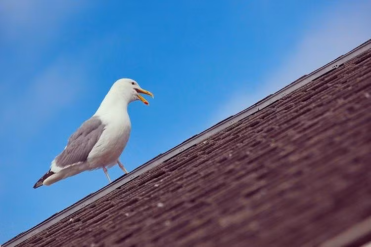 Mỗi lần ông Roy, 71 tuổi cố gắng mở cửa trước để đi đâu đó, ông lại bị hai con chim sà xuống tấn công. Ảnh: ODD