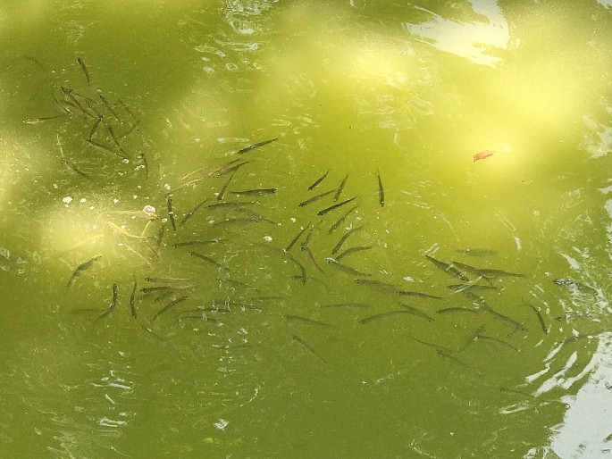 Sau nhiều năm vắng bóng cá dầu hồi sinh trở lại ở hồ Hoàn Kiếm sau nhieu nam vang bong ca dau hoi sinh tro lai o ho hoan kiem