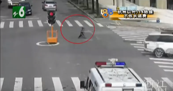 Gia đình - Quá nhớ chị gái, bé trai 4 tuổi đi gần 3km để mang 2 hộp sữa đến cho chị