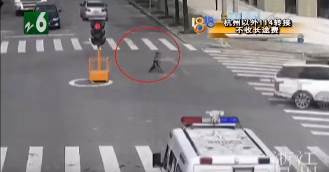 Gia đình - Quá&nbsp;nhớ chị gái, bé trai 4 tuổi đi gần 3km để mang 2 hộp sữa đến cho chị