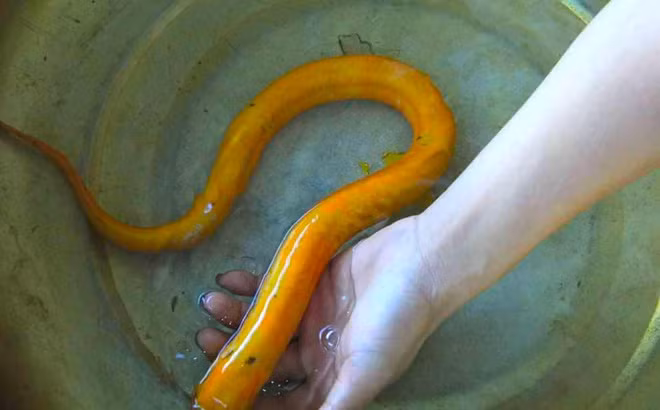 Bắt được con vật quý hiếm, nhiều người trả giá cao gấp nhiều lần vẫn không bán