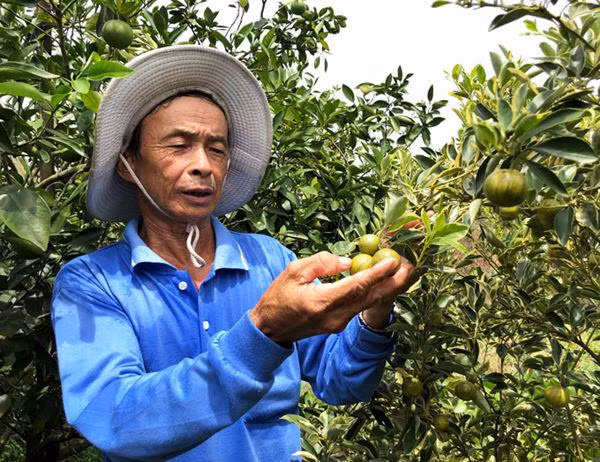 vuon tac cam thach 2 mau ke soc hiem co kho tim doc nhat mien tay - 2