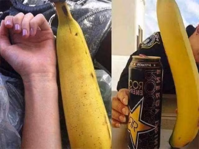 Hết hồn với giống chuối to như bắp tay, ăn một quả no nguyên ngày-2