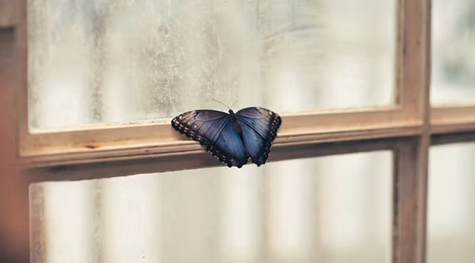 3 con vật bỗng nhiên vào nhà chứng tỏ Thần tài gõ cửa ảnh 2