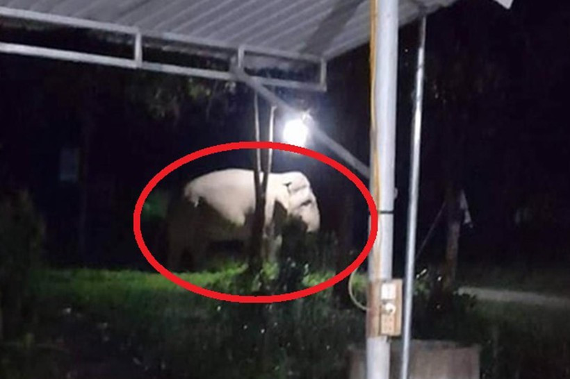 Một cá thể voi đi vào nhà dân xã Lục Dạ, huyện Con Cuông, Nghệ An. (Ảnh: CTV)