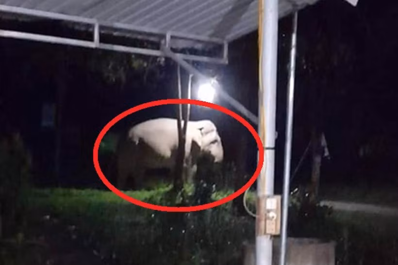 Một cá thể voi đi vào nhà dân xã Lục Dạ, huyện Con Cuông, Nghệ An. (Ảnh: CTV)