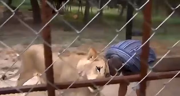 Gia đình Mada và Eloy đã biến sân vườn thành nơi ở cho chú sư tử