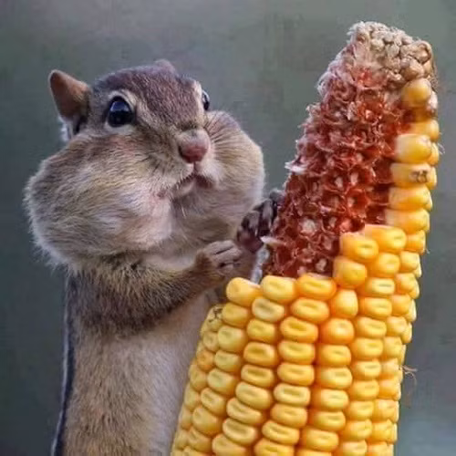 Cứ ăn đi vì cuộc đời cho phép. Cứ ăn đi vì cuộc đời cho phép.