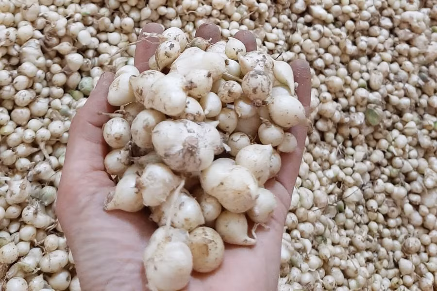 Củ hành tăm năm nay cho năng suất cao.