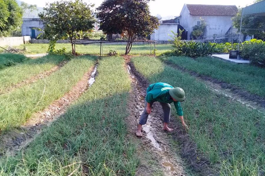 Nông dân chăm sóc hành tăm vào giai đoạn cuối cùng.