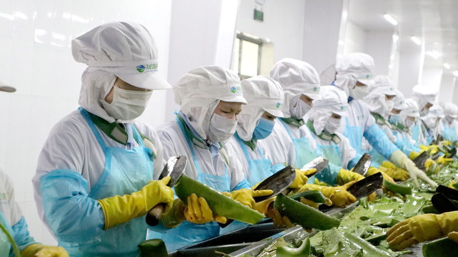 Công nhân chế biến nha đam tại Công ty CP Thực phẩm G.C (GC Food). Công nhân chế biến nha đam tại Công ty CP Thực phẩm G.C (GC Food).