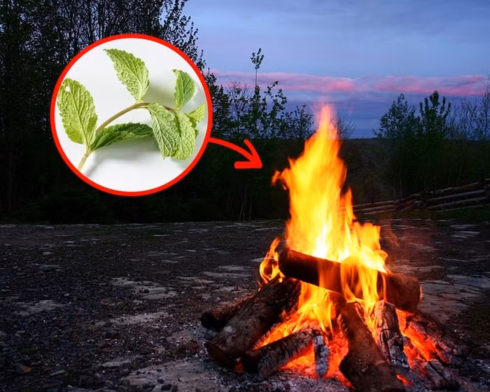 Loạt mẹo sống còn không bao giờ là quá muộn để học