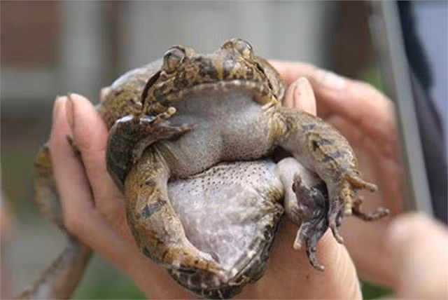 Những sản vật tiến Vua bình dân nhưng ngon nức tiếng của người Việt xưa-1