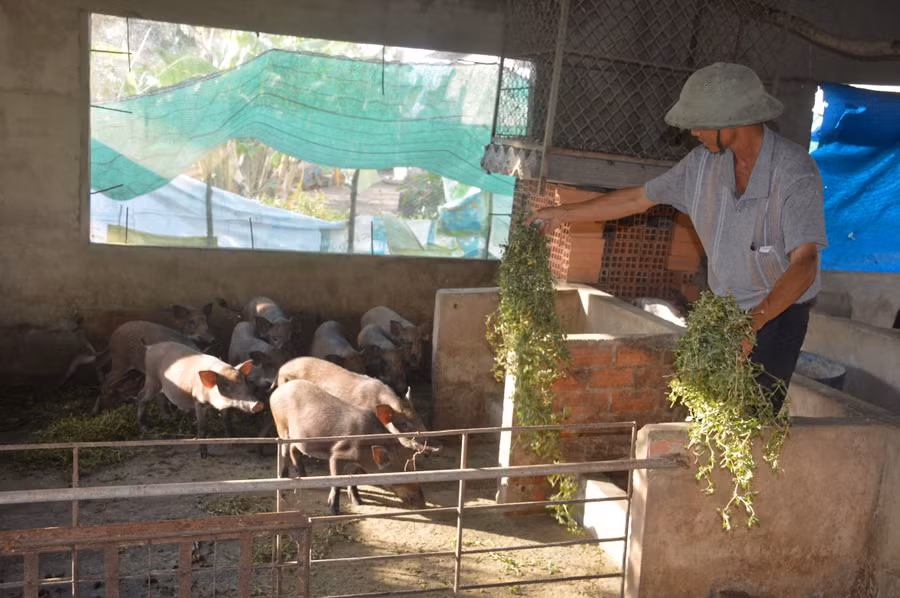Người nuôi heo rừng ở Sóc Trăng