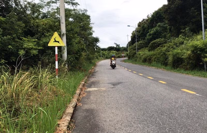 Cận cảnh những đoạn nguy hiểm của đường lên Sơn Trà - ảnh 4