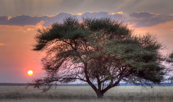  Một bức ảnh được chụp từ Khu bảo tồn thiên nhiên Kalahari. 