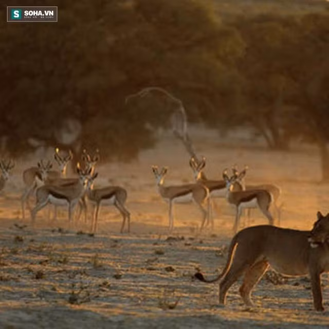  Bầy thú trong khu bảo tồn. 