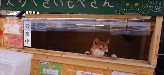 Lạ mắt cảnh chú chó một mình đứng bán khoai lang - 2