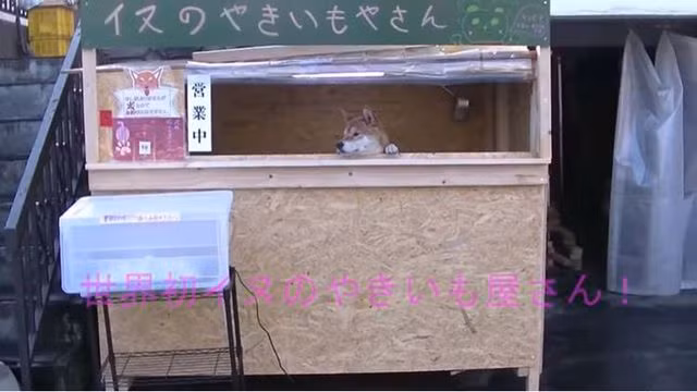 Lạ mắt cảnh chú chó một mình đứng bán khoai lang - 3