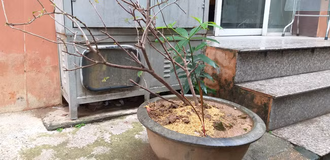 Hà Nội: Bà đi chợ để cháu trai 3 tuổi ở nhà một mình, bé rơi từ tầng 6 chung cư xuống đất tử vong - Ảnh 2.