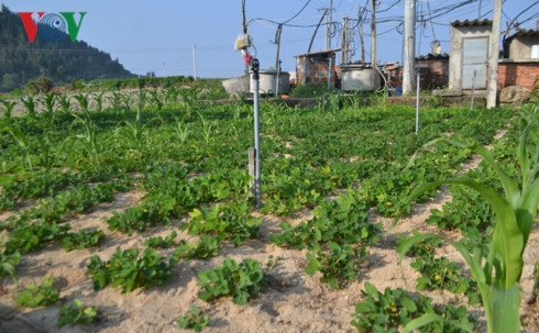 đảo lý sơn đối mặt với khô hạn hình 2 dao ly son doi mat voi kho han hinh 2