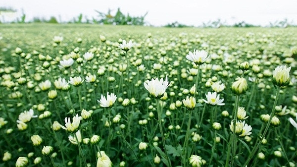 Cách cắm cúc họa mi và những lưu ý Cách cắm cúc họa mi và những lưu ý