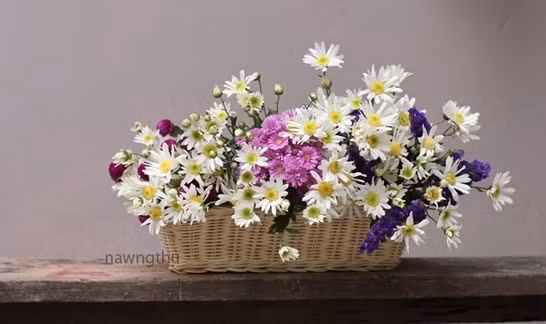 Cách cắm cúc họa mi và những lưu ý