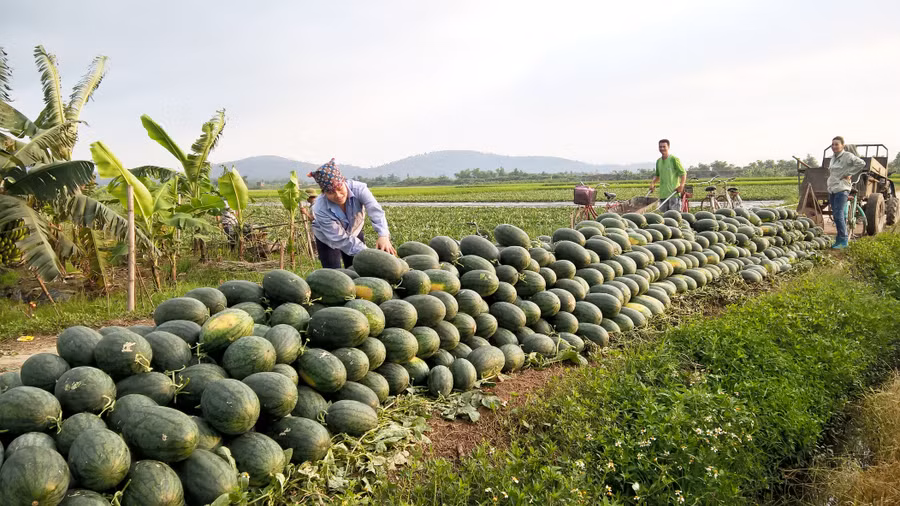 Người nông dân tự xoay xở đến bao giờ?