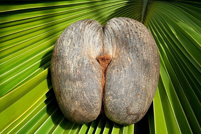Loại quả mang dáng hình gợi cảm, giống hệt vòng 3 của phụ nữ.